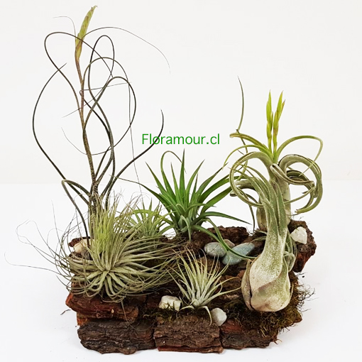  Jardín de Tillandsias, (también llamadas tilansias, o claveles del aire) sobre Tronco natural. 

Una de las plantas ms exticas del mundo. 
VIVEN DE LA HUMEDAD AMBIENTAL CON TRES SIMPLES ROCIOS SEMANALES Y LUZ INDIRECTA 
Oportuna en atmsferas intelectuales o vanguardistas,tales como oficinas, counters, centros de mesa, hotelería, 
residencias de diversos estilos, eventos, banquetería, salas de bao elegantes, Feng Shui, decoraciones minimalistas,Regalos de Navidad, complemento para arreglos florales 
o simplemente como mascotas vegetales silenciosas cerca de nuestro computador. 
DECORATIVAS - ELIMINAN GASES TOXICOS y ONDAS ELECTRICAS 
Producto exclusivo de Florerias 800flores y florerías asociadas en Chile. 
Vea ms informacin en www.PlantasAereas.cl 

DISPONIBLE SOLO SANTIAGO DE CHILE